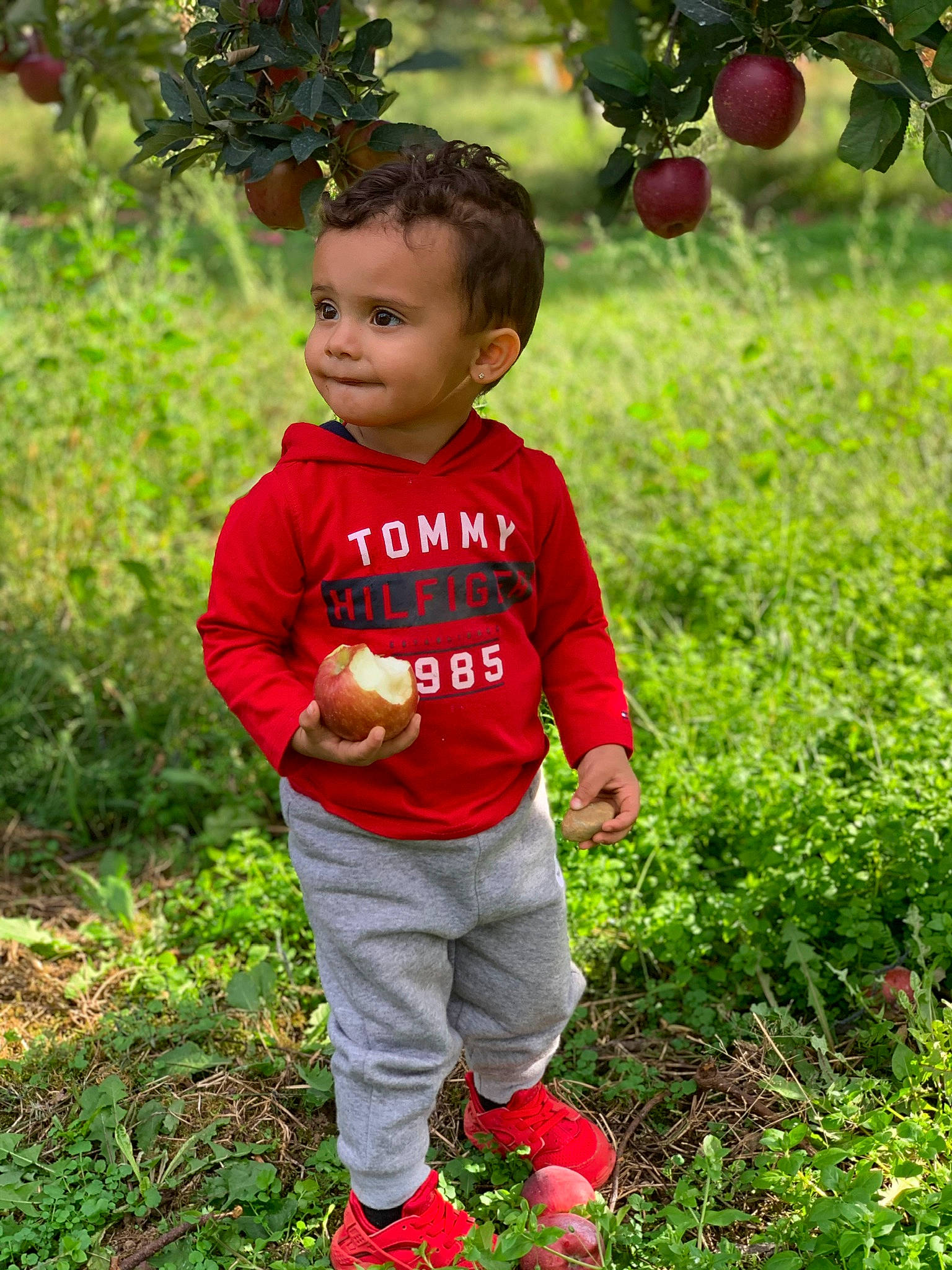 Giovani joined the competition — help win amazing prizes! apple, child, fruit, grass, malus, person, plant, play, red, rose_family, toddler, tree