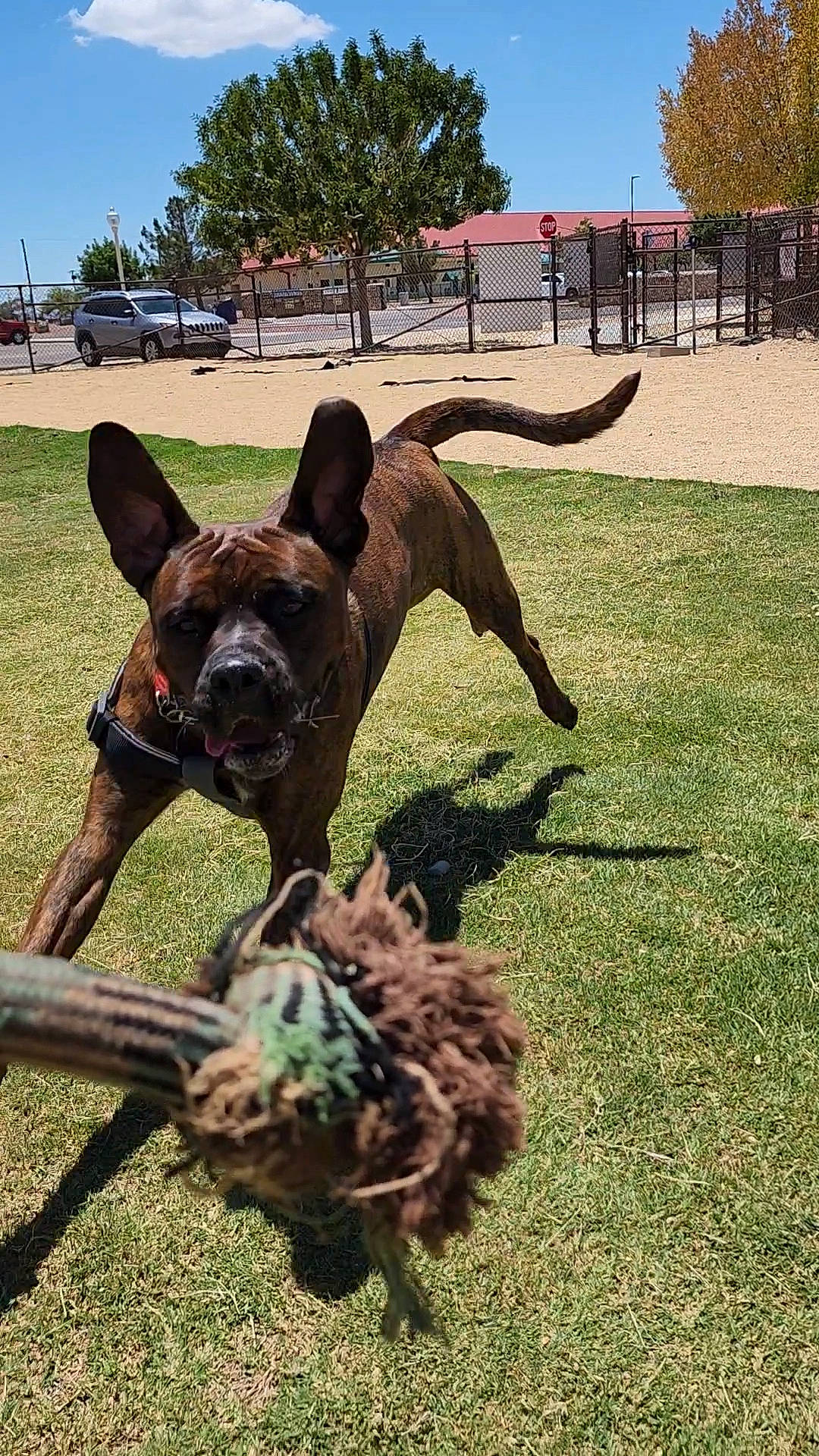 Bruiser joined the competition — help win amazing prizes! canidae, carnivore, collar, companion_dog, dog, dog_breed, dog_collar, fawn, grass, landscape, liver, metal, plant, sky, snout, sporting_group, tail, terrestrial_animal, tree, working_animal