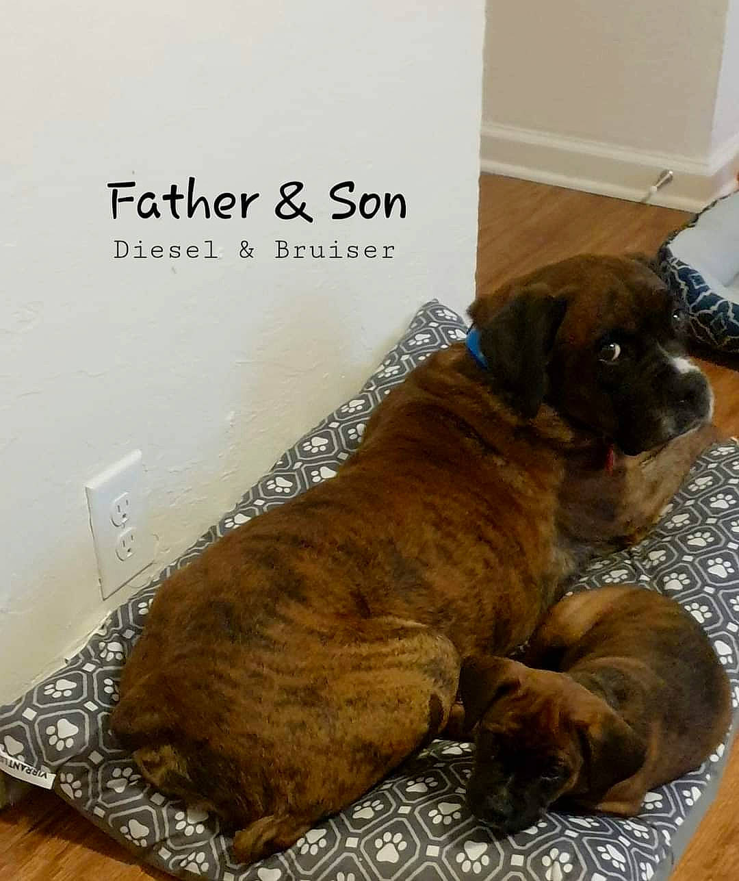 Bruiser joined the competition — help win amazing prizes! brown, canidae, carnivore, companion_dog, dog, dog_breed, dog_supply, fawn, font, fur, internet_meme, liver, paw, photo_caption, snout, sporting_group, tail, terrestrial_animal, working_animal, wrinkle