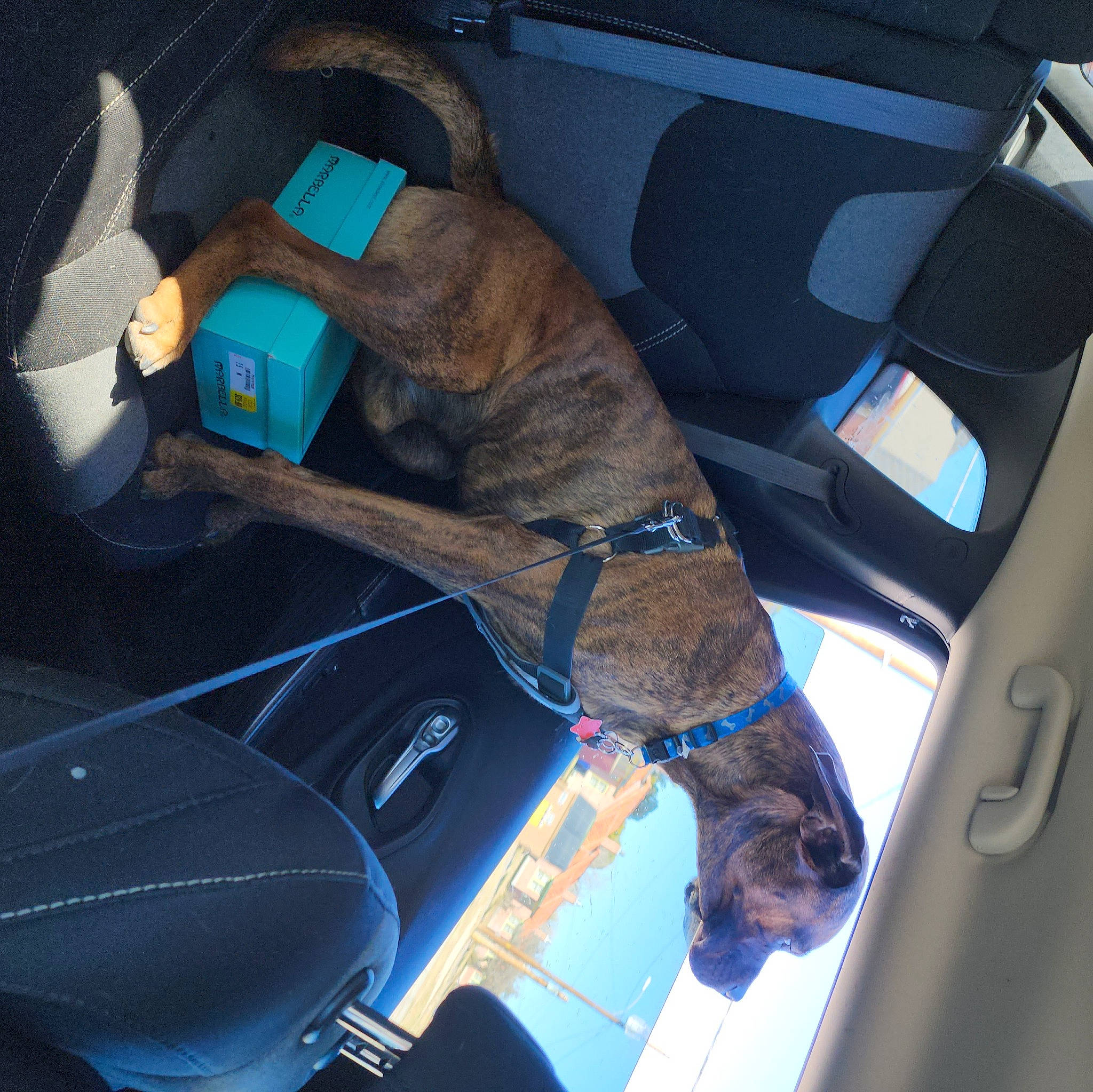 Bruiser is registered to the contest to win money with this photo: auto_part, automotive_exterior, car, car_seat, car_seat_cover, carnivore, collar, companion_dog, dog, dog_breed, electric_blue, fixture, mode_of_transport, motor_vehicle, seat_belt, sporting_group, trunk, vehicle, vehicle_door, windshield