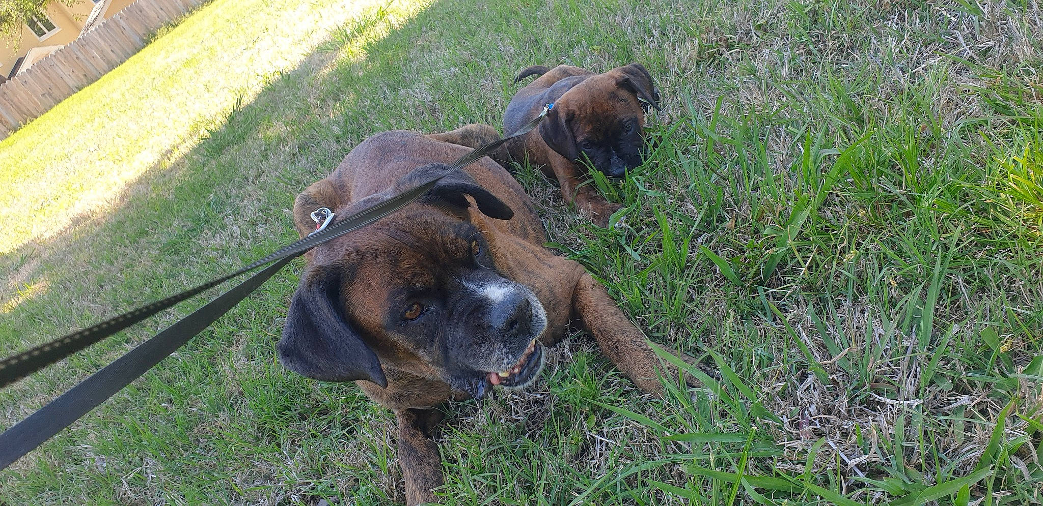 Bruiser is registered to the contest to win money with this photo: biting, canidae, carnivore, collar, companion_dog, dog, dog_breed, dog_collar, fawn, grass, grassland, guard_dog, hanover_hound, liver, pet_supply, snout, sporting_group, terrestrial_animal, working_animal, working_dog