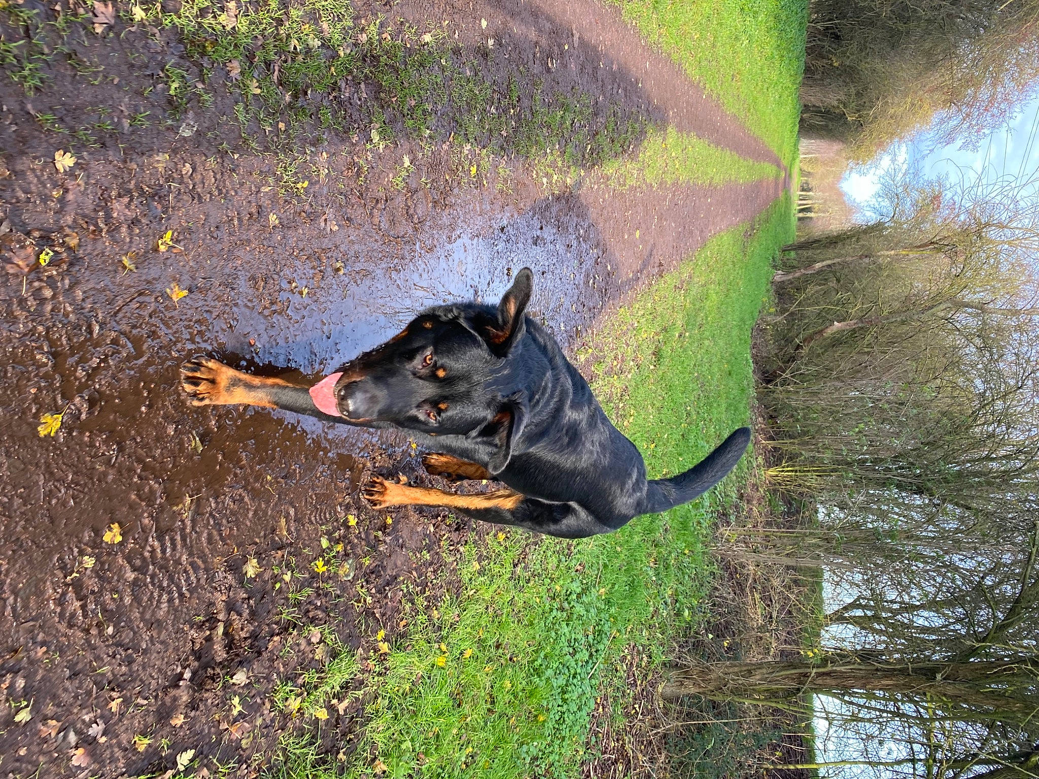 Pako participe au concours pour gagner de l'argent avec cette photo : asphalt, carnivore, dog, dog_breed, grass, guard_dog, hunting_dog, lake, plant, road_surface, shadow, soil, sporting_group, tail, terrestrial_animal, tree, water, wildlife, working_animal, working_dog