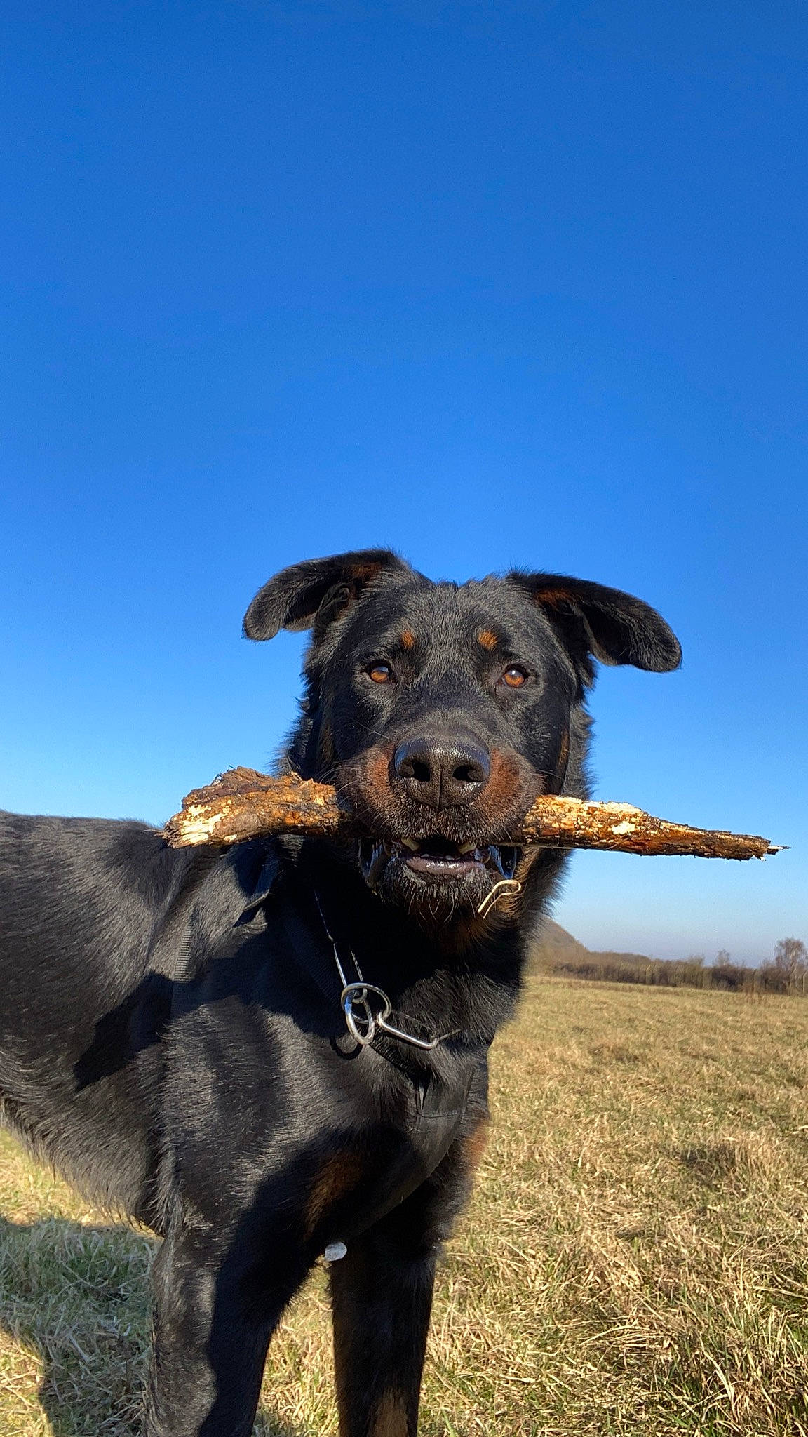 Pako a rejoint le concours — aidez-le/la à gagner de superbes lots ! carnivore, collar, companion_dog, dog, dog_breed, dog_collar, fawn, fur, gesture, grass, grassland, hat, landscape, liver, plant, sky, snout, sporting_group, terrestrial_animal, working_animal