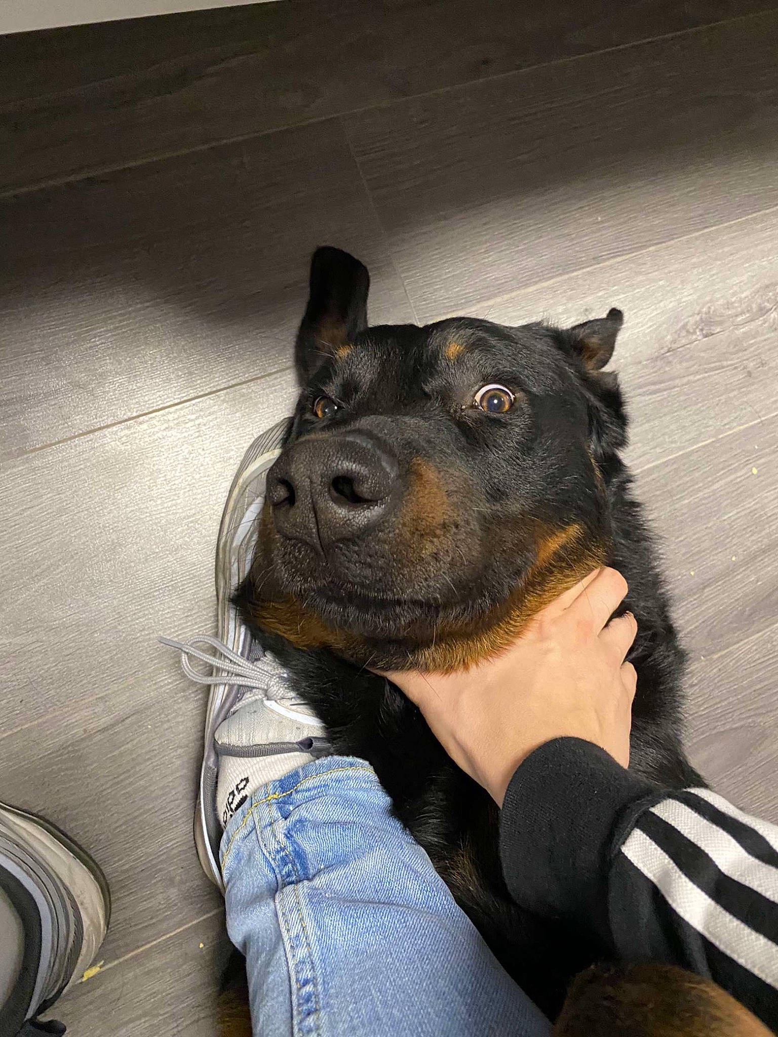 Pako a rejoint le concours — aidez-le/la à gagner de superbes lots ! beard, carnivore, companion_dog, denim, dog, dog_breed, ear, fashion_accessory, fawn, fur, grey, guard_dog, hat, jaw, neck, personal_protective_equipment, snout, whiskers, working_animal, working_dog