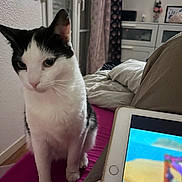 Simba a rejoint le concours — aidez-le/la à gagner de superbes lots ! animal, bed, black_and_white, cat, colorful_screen, cozy, curious, curtain, dresser, furniture, indoor, person, pet, pillow, relaxed, room, sitting, tablet, technology, wooden_floor