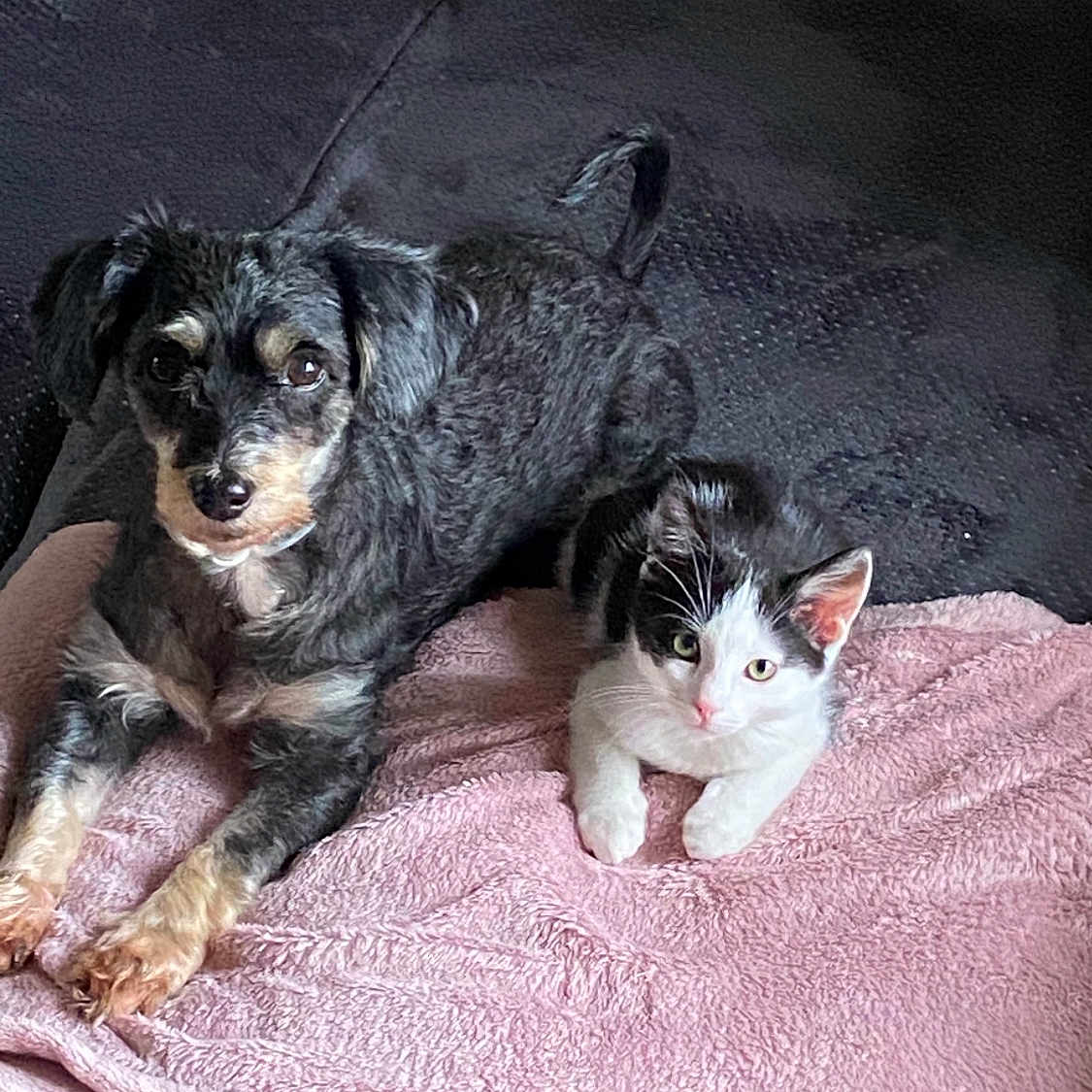 Simba a rejoint le concours — aidez-le/la à gagner de superbes lots ! animal, black_and_white, blanket, cat, companion, cozy, cute, cute_animals, dog, friendship, fur, furry, indoor, kitten, lying_down, paw, pet, pink, resting, small