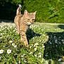 Crevette a rejoint le concours — aidez-le/la à gagner de superbes lots ! cat, tabby_cat, outdoor, grass, flowers, daisies, greenery, hedge, sunlight, nature, animal, pet, walking, closeup, daytime, mammal, field, flora, fauna, garden