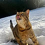 Crevette a rejoint le concours — aidez-le/la à gagner de superbes lots ! cat, tabby, snow, outdoor, animal, pet, winter, tongue_out, whiskers, fur, sunlight, nature, playful, mammal, tree, daylight, greenery, cold, closeup, curious