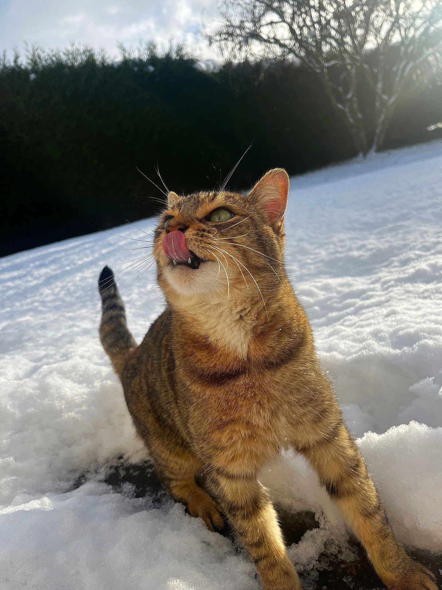 Crevette a rejoint le concours — aidez-le/la à gagner de superbes lots ! cat, tabby, snow, outdoor, animal, pet, winter, tongue_out, whiskers, fur, sunlight, nature, playful, mammal, tree, daylight, greenery, cold, closeup, curious