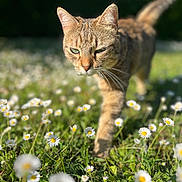 Crevette a rejoint le concours — aidez-le/la à gagner de superbes lots ! cat, tabby_cat, green_eyes, daisies, flowers, grass, outdoor, sunlight, nature, animal, pet, walking, close_up, shallow_depth_of_field, meadow, spring, daylight, mammal, whiskers, curious