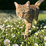 cat, tabby_cat, green_eyes, daisies, flowers, grass, outdoor, sunlight, nature, animal, pet, walking, close_up, shallow_depth_of_field, meadow, spring, daylight, mammal, whiskers, curious