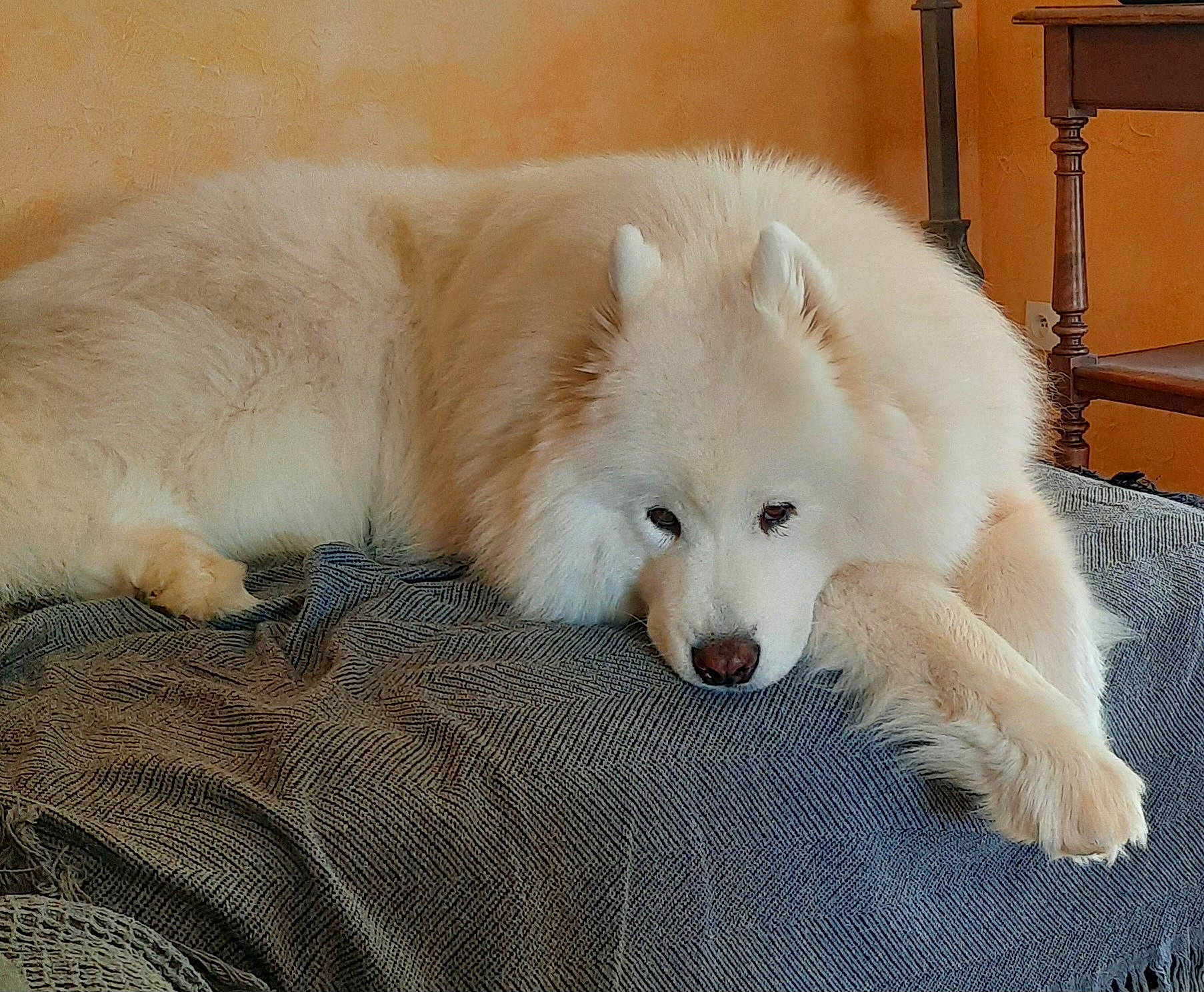 Jazz a rejoint le concours — aidez-le/la à gagner de superbes lots ! american_eskimo_dog, canidae, carnivore, companion_dog, dog, dog_breed, dog_supply, fur, german_spitz, german_spitz_klein, german_spitz_mittel, indian_spitz, japanese_spitz, samoyed, snout, spitz, sporting_group, terrestrial_animal, volpino_italiano, working_dog