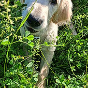 Buddy participe au concours pour gagner de l'argent avec cette photo : adorable, black_nose, close_up, clover, curious, dog, fur, golden_retriever, grass, greenery, mammal, nature, outdoor, pet, plants, playful, puppy, snout, sunlight, young_animal