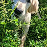 adorable, black_nose, close_up, clover, curious, dog, fur, golden_retriever, grass, greenery, mammal, nature, outdoor, pet, plants, playful, puppy, snout, sunlight, young_animal