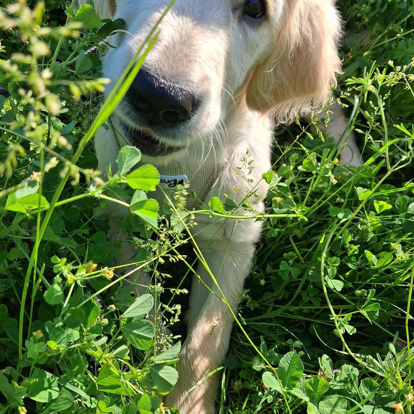 Buddy