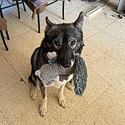 Ulka a rejoint le concours — aidez-le/la à gagner de superbes lots ! dog, toy, indoor, floor, tiles, pet, sitting, plush_toy, brown, black, white, ears, eyes, nose, furniture, chair, couch, cord, home, cute