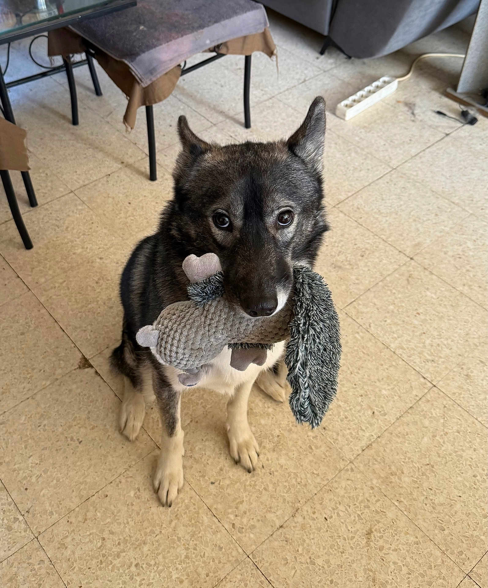 Ulka a rejoint le concours — aidez-le/la à gagner de superbes lots ! dog, toy, indoor, floor, tiles, pet, sitting, plush_toy, brown, black, white, ears, eyes, nose, furniture, chair, couch, cord, home, cute