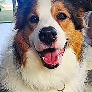 Seven joined the competition — help win amazing prizes! dog, happy, smiling, indoor, collar, tag, fluffy, fur, pet, canine, closeup, face, ears, nose, mouth, tongue, home, floor, window, background