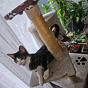 Duke participe au concours pour gagner de l'argent avec cette photo : cat, cat_tree, indoor, houseplant, curtain, window, furniture, pet, tabby_cat, playful, blur, white_paws, green_leaves, scratched_cat_tree, cozy, home, natural_light, pet_furniture, animal, domestic