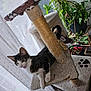 cat, cat_tree, indoor, houseplant, curtain, window, furniture, pet, tabby_cat, playful, blur, white_paws, green_leaves, scratched_cat_tree, cozy, home, natural_light, pet_furniture, animal, domestic