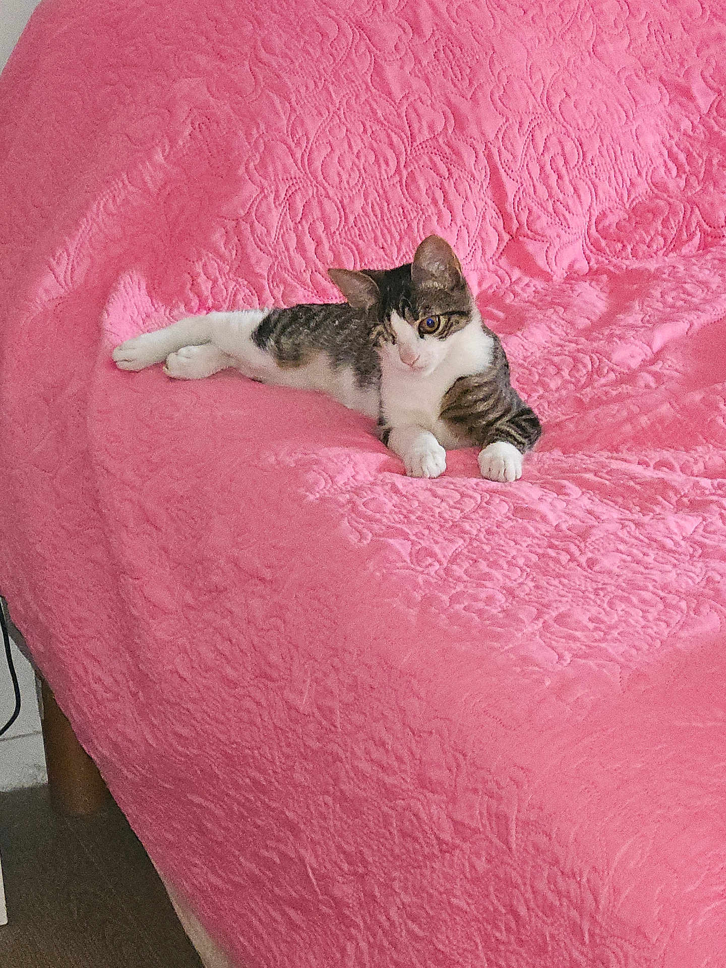 Duke a rejoint le concours — aidez-le/la à gagner de superbes lots ! cat, tabby_cat, white_cat, pink_blanket, couch, indoor, pet, relaxed, feline, animal, cozy, texture, furniture, resting, laying_down, cute, domestic_cat, household, comfortable, curious