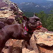 Xenia is registered to the contest to win money with this photo: dog, french_bulldog, outdoor, rock, mountain, forest, nature, pet, animal, collar, tag, tongue_out, happy, scenic, landscape, cloudy_sky, walking, adventure, sunlight, cute