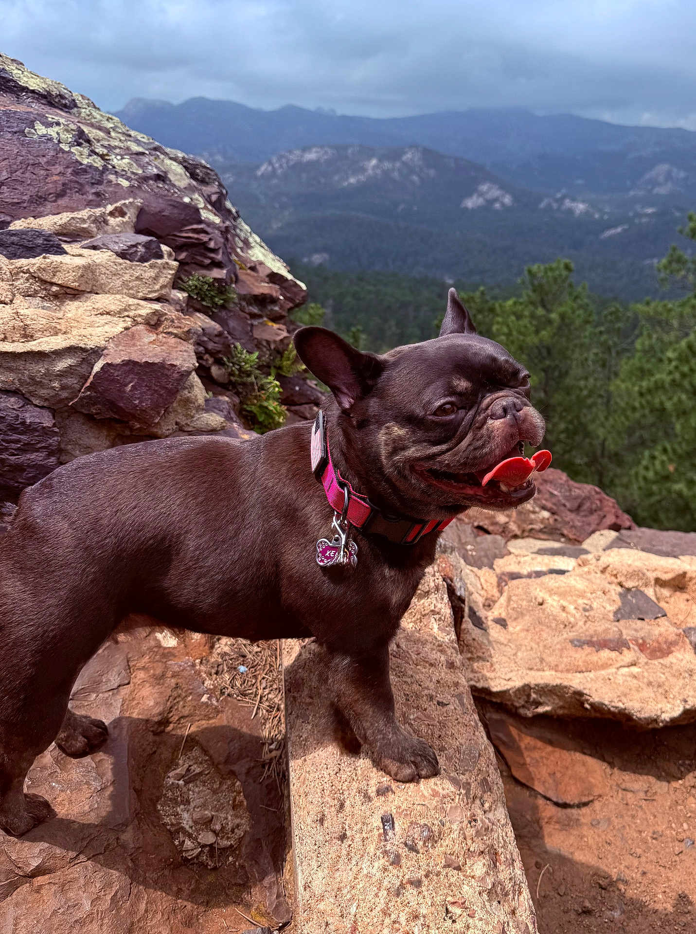 Xenia is registered to the contest to win money with this photo: dog, french_bulldog, outdoor, rock, mountain, forest, nature, pet, animal, collar, tag, tongue_out, happy, scenic, landscape, cloudy_sky, walking, adventure, sunlight, cute