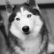 Asuna joined the competition — help win amazing prizes! animal, bodypart, canine, computerhardware, dog, electronics, eskimodog, hardware, husky, machine, monitor, mouth, person, pet, puppy, screen, snout, spoke, whitedog, wolf