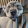 animal, calm, close_up, cozy, cute, dog, domestic_animal, face, fur, indoor, nose, peaceful, pet, portrait, relaxed, resting, sleeping, snout, soft_surface, wooden_slats