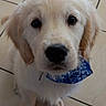 puppy, dog, golden_retriever, fluffy, white_fur, blue_bandana, pet, animal, canine, portrait, close_up, sitting, indoors, tile_floor, brown_eyes, black_nose, floppy_ears, cute, adorable, pet_photography