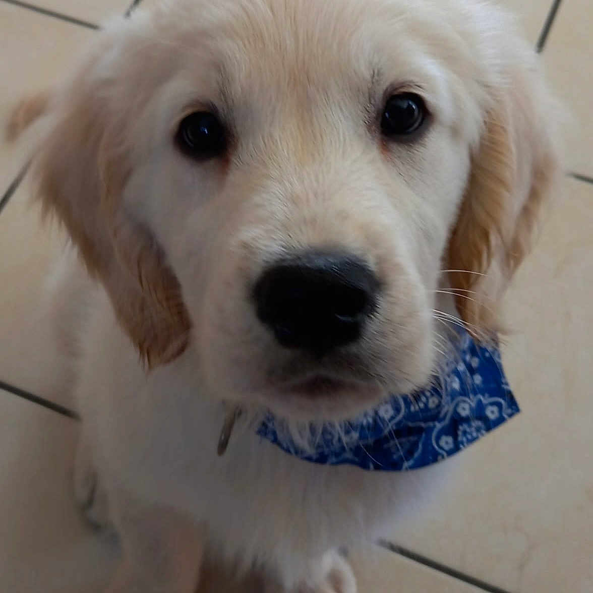 Simba participe au concours pour gagner de l'argent avec cette photo : puppy, dog, golden_retriever, fluffy, white_fur, blue_bandana, pet, animal, canine, portrait, close_up, sitting, indoors, tile_floor, brown_eyes, black_nose, floppy_ears, cute, adorable, pet_photography