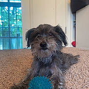 Didi joined the competition — help win amazing prizes! blue_ball, carpet, close_up, cute, dog, door, fur, indoor, living_room, looking_at_camera, paws, pet, playful, portrait, scruffy, small_dog, texture, toy, whiskers, window