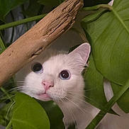 Jasper joined the competition — help win amazing prizes! cat, white_cat, plant, green_leaves, indoor, curious, pet, animal, close_up, face, whiskers, pink_nose, feline, nature, leaf, wood, stalk, eye, domestic, exploration