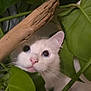 cat, white_cat, plant, green_leaves, indoor, curious, pet, animal, close_up, face, whiskers, pink_nose, feline, nature, leaf, wood, stalk, eye, domestic, exploration