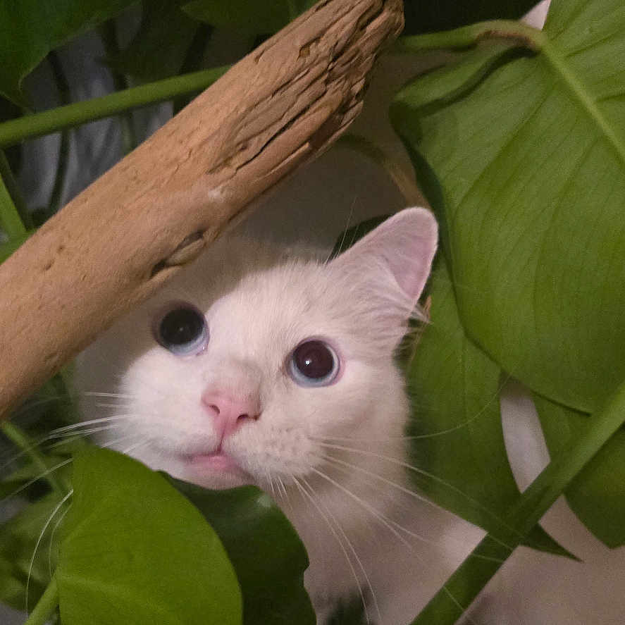 Jasper joined the competition — help win amazing prizes! animal, cat, close_up, curious, domestic, exploration, eye, face, feline, green_leaves, indoor, leaf, nature, pet, pink_nose, plant, stalk, whiskers, white_cat, wood