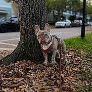 Donut is registered to the contest to win money with this photo: dog, french_bulldog, tree, leaves, harness, leash, grass, sidewalk, street, car, urban, pet, outdoor, daytime, curious, animal, nature, background, canine, alert