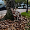 dog, french_bulldog, tree, leaves, harness, leash, grass, sidewalk, street, car, urban, pet, outdoor, daytime, curious, animal, nature, background, canine, alert