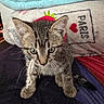 Draco is registered to the contest to win money with this photo: cat, kitten, tabby, pet, animal, portrait, sitting, indoors, blanket, pillow, rainbow, colorful, cozy, bed, textile, whiskers, ears, collar, bell, paris