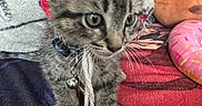 Draco joined the competition — help win amazing prizes! cat, kitten, tabby, feline, pet, animal, collar, bell, whiskers, green_eyes, striped_fur, sitting, lying_down, blanket, plush_toy, colorful, indoor, cozy, portrait, cute