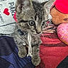 cat, kitten, tabby, feline, pet, animal, collar, bell, whiskers, green_eyes, striped_fur, sitting, lying_down, blanket, plush_toy, colorful, indoor, cozy, portrait, cute
