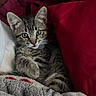 Draco is registered to the contest to win money with this photo: cat, kitten, tabby, feline, animal, pet, portrait, close_up, wide_eyed, whiskers, ears, paw, fur, striped_fur, sitting, lying_down, blanket, pillow, indoors, cozy