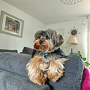 Kenzo a rejoint le concours — aidez-le/la à gagner de superbes lots ! dog, small_dog, fluffy, couch, living_room, pet, indoor, fur, animal, cute, relaxed, home, decor, lamp, plant, portrait, furniture, cozy, brown, gray