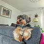 animal, brown, couch, cozy, cute, decor, dog, fluffy, fur, furniture, gray, home, indoor, lamp, living_room, pet, plant, portrait, relaxed, small_dog