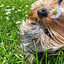 Kenzo a rejoint le concours — aidez-le/la à gagner de superbes lots ! dog, grass, flower, daisy, close_up, outdoor, nature, pet, animal, cute, fluffy, nose, fur, green, spring, relaxing, lying_down, soft, playful, happy