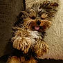 animal, black, brown, couch, cozy, cute, dog, fluffy, fur, furniture, indoor, lying_down, pet, pillow, playful, relaxed, resting, small_dog, tongue_out, white