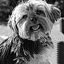 Kenzo participe au concours pour gagner de l'argent avec cette photo : dog, canine, pet, fluffy, fur, black_and_white, portrait, outdoor, happy, tongue_out, collar, tag, wicker_chair, blurred_background, closeup, animal, companionship, friendly, cute, domestic