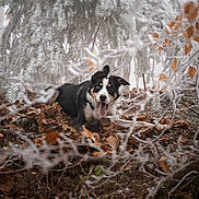 Bella participe au concours pour gagner de l'argent avec cette photo : dog, border_collie, canine, tongue_out, playful, panting, fallen_leaves, frosty_branches, winter_forest, evergreen_tree, outdoor, nature, portrait, shallow_depth_of_field, ground, moss, dirt, happy, black_white_tan, mixed_breed
