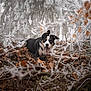 dog, border_collie, canine, tongue_out, playful, panting, fallen_leaves, frosty_branches, winter_forest, evergreen_tree, outdoor, nature, portrait, shallow_depth_of_field, ground, moss, dirt, happy, black_white_tan, mixed_breed