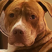 Reese is registered to the contest to win money with this photo: dog, pit_bull, brown_dog, white_chest, close_up, portrait, pet, animal, face, eyes, nose, floppy_ears, short_hair, indoors, bedroom, fan, background, warm_lighting, curious, serious