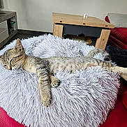 Scrappy a rejoint le concours — aidez-le/la à gagner de superbes lots ! cat, kitten, tabby, sleeping, sleepy, relaxed, stretched, fluffy, cushion, sofa, red_sofa, living_room, home, furniture, wooden_table, cozy, indoor, pet, whiskers, nap